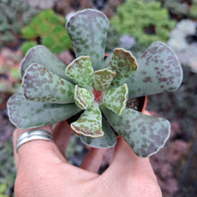 Load image into Gallery viewer, Adromischus Cooperi 5.5cm
