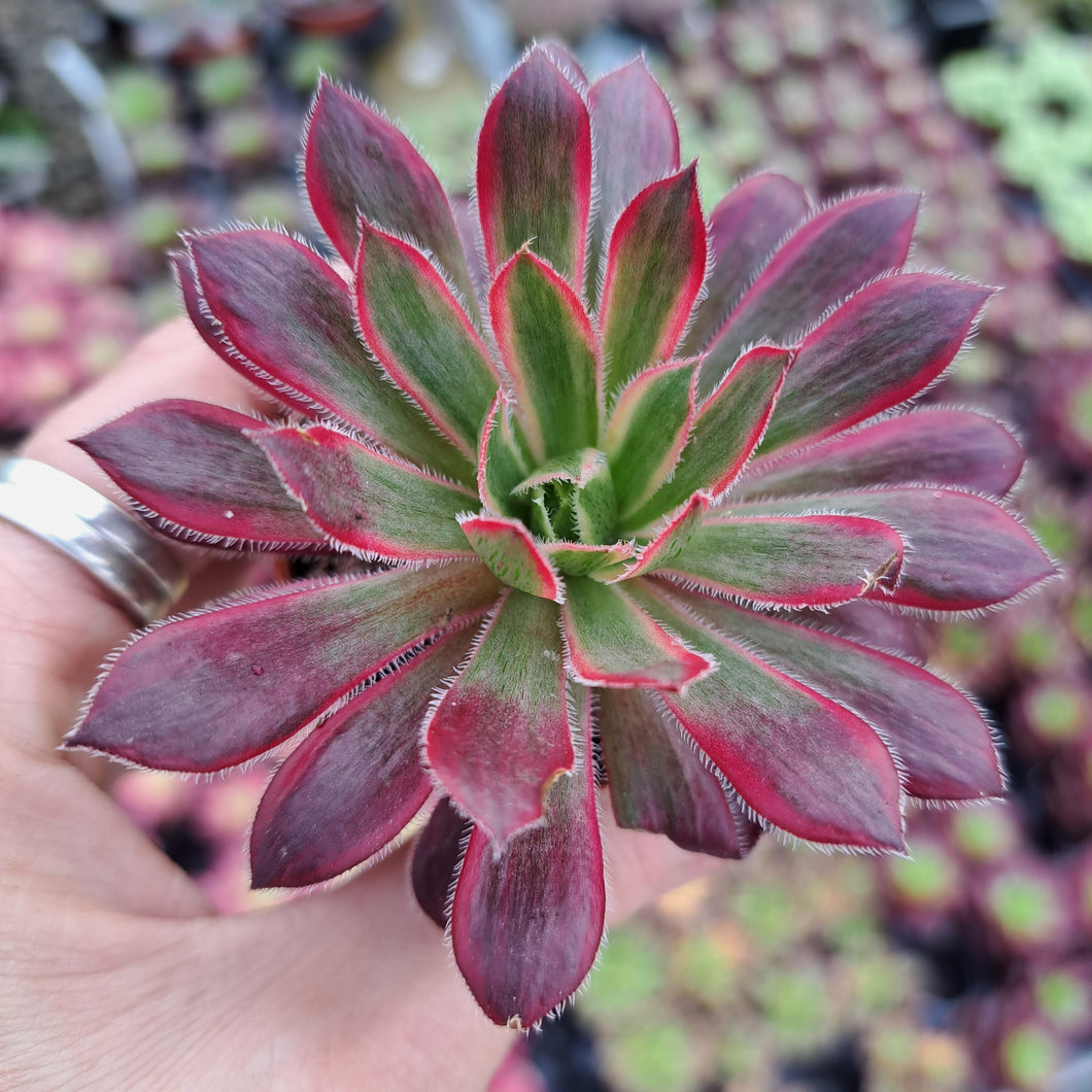 Aeonium PEACOCK syn. Black Magic VARIEGATED