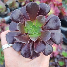 Load image into Gallery viewer, Aeonium VELOUR
