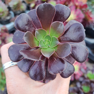 Aeonium VELOUR