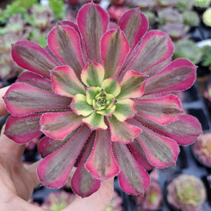 Aeonium MARDI GRAS