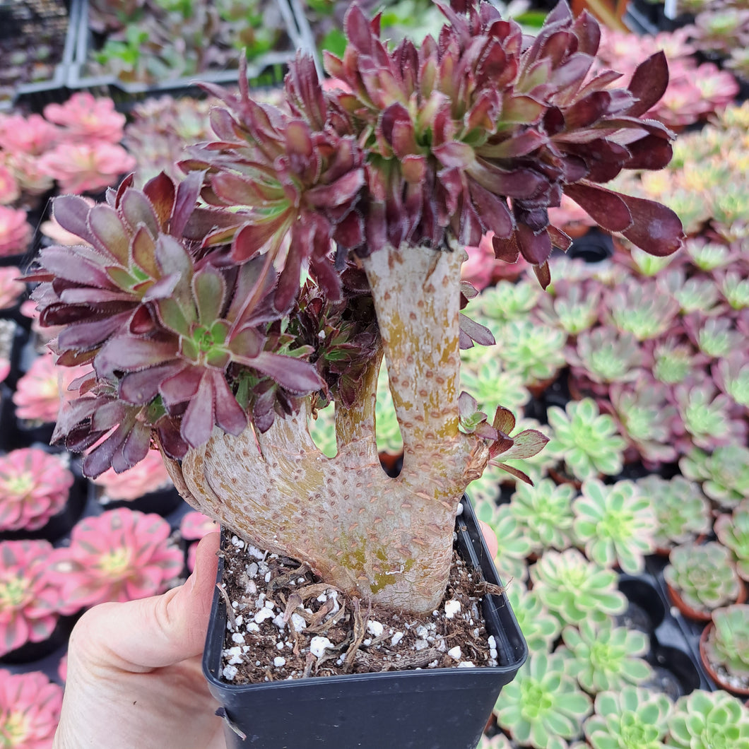 Aeonium arboreum Atropurpureum [cristate form]