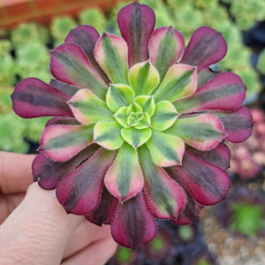 Aeonium Zhu Rong Syn. GOD OF FIRE