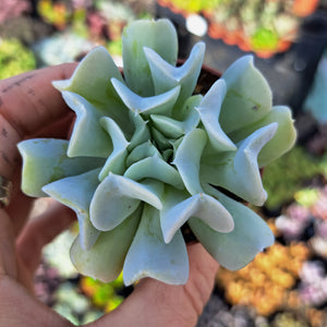 Echeveria 'Spider'
