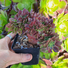 Load image into Gallery viewer, Aeonium HALLOWEEN VARIEGATED CRISTATA [cristate form]
