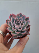 Load image into Gallery viewer, Echeveria VIOLET QUEEN
