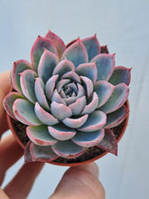 Load image into Gallery viewer, Echeveria VIOLET QUEEN
