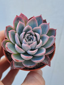 Echeveria VIOLET QUEEN