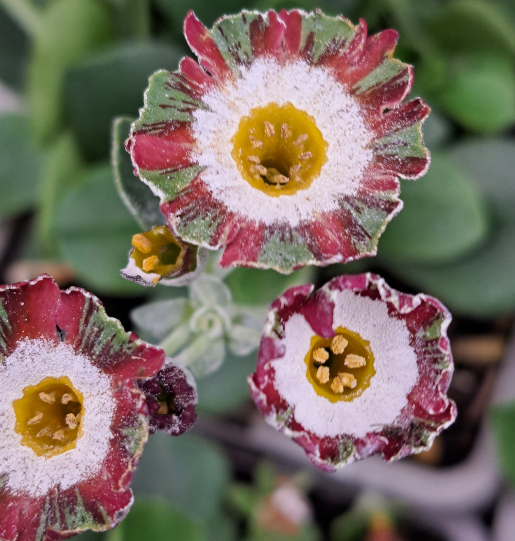 Auricula 'GRETA' (F)