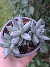 Load image into Gallery viewer, Pachyphytum Compactum PROPUS
