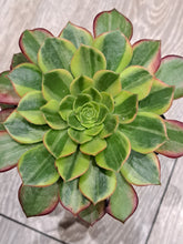 Load image into Gallery viewer, Aeonium HALLOWEEN VARIEGATED
