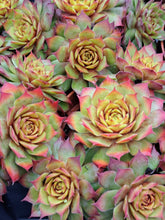 Load image into Gallery viewer, Sempervivum Chick Charms® &#39;GOLD NUGGET&#39;
