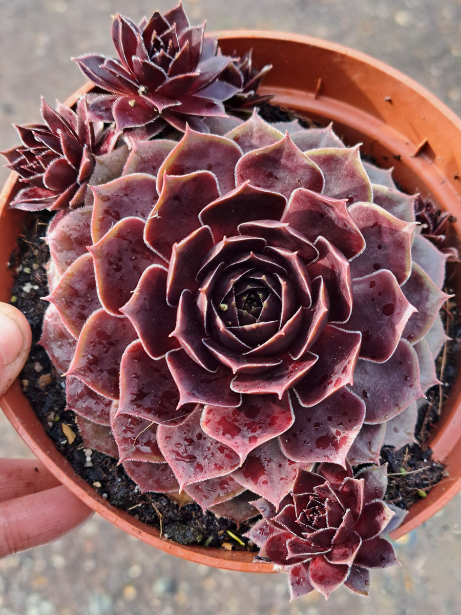 Sempervivum Colorockz® COCONUT CRYSTAL – W & S Lockyer