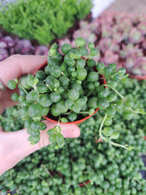Load image into Gallery viewer, Senecio Rowleyanus
