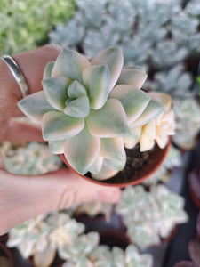 Graptoveria Titubans f. Variegata