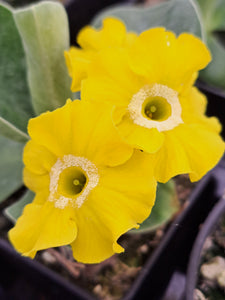 Auricula 'LUCIA' (B)