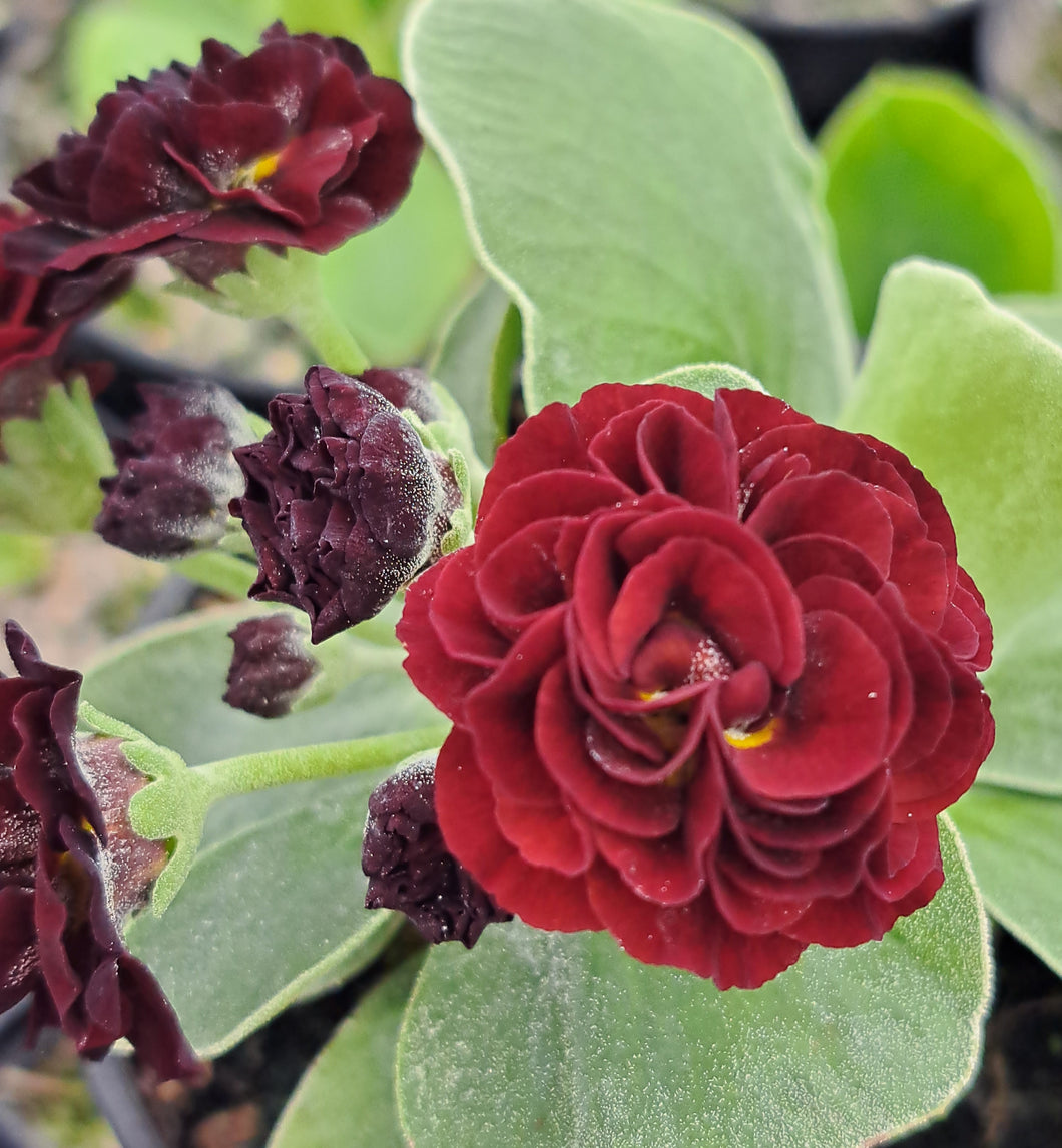 Auricula 'REBECCA BAKER' (D)