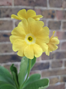 Auricula 'LOUDHAILER' (B)