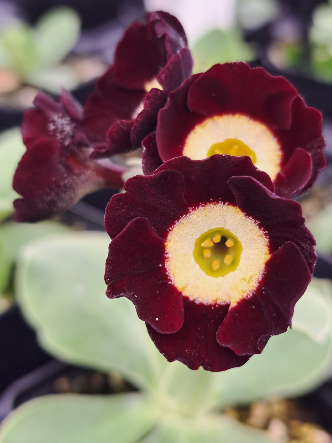 Auricula 'LINTZ' (B)