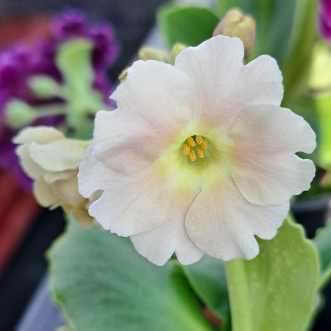 Auricula 'PINK HINT' (B)