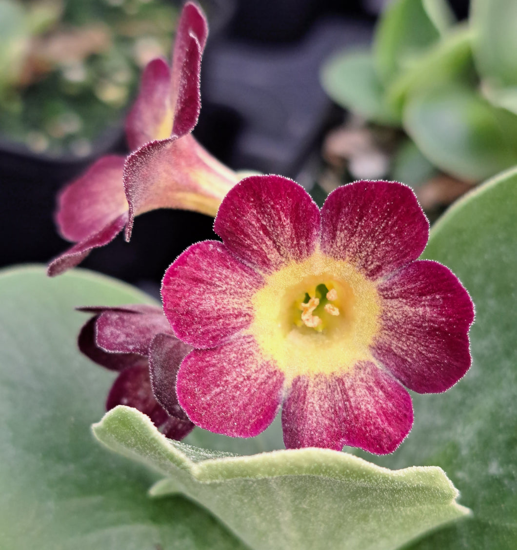 Auricula 'CARNAVAL' (B)