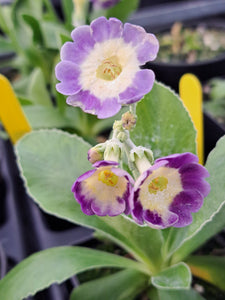 Auricula 'BLUE NIGHT' (B)