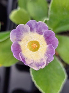 Auricula 'BLUE NIGHT' (B)