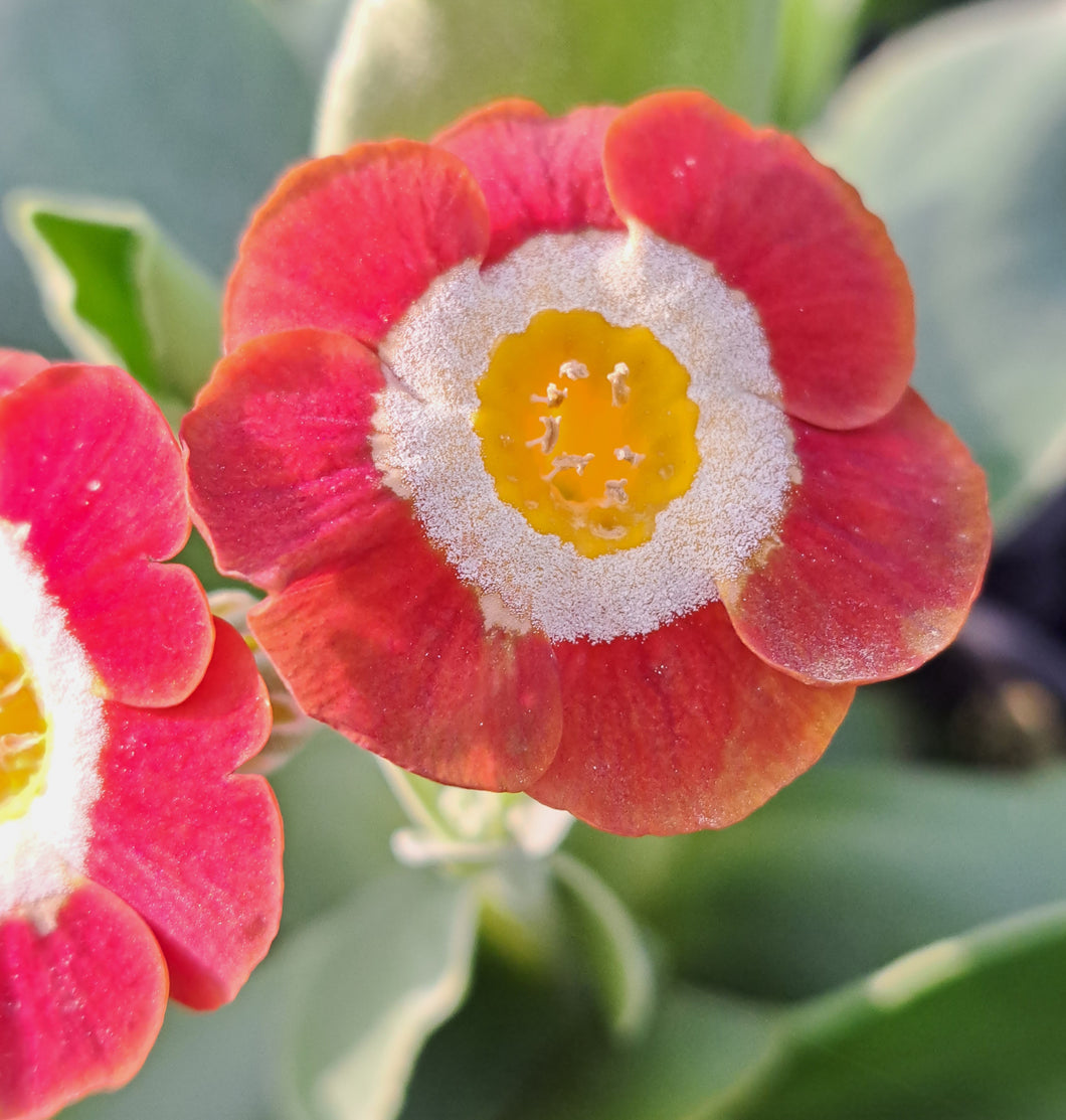 Auricula 'DOUG LOCHHEAD' (Self)