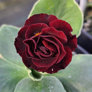 Auricula 'FOREST GLADE' (D)