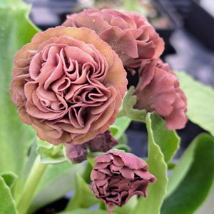 Auricula 'NONA' (D)