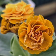 Load image into Gallery viewer, Auricula &#39;SATSUMA&#39; (D)
