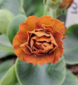 Auricula 'GRAND SLAM' (D)