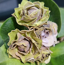 Load image into Gallery viewer, Auricula &#39;LILAC LADYWOOD&#39; (D)
