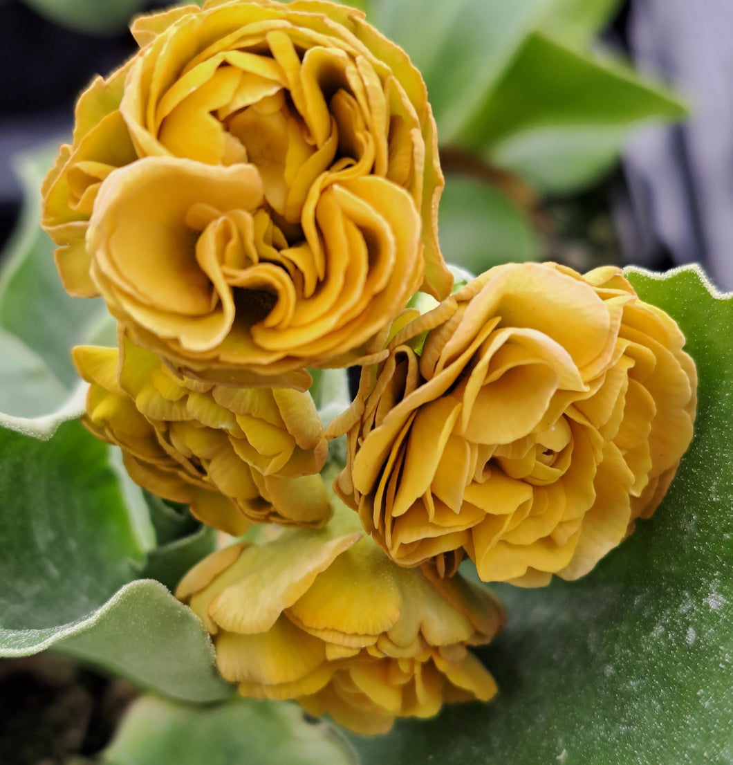 Auricula 'SANCTUARY WOOD' (D)