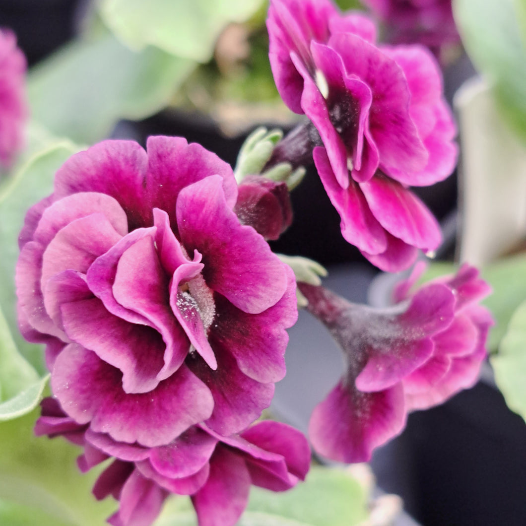 Auricula 'TEAWELL PRIDE' (D)