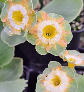 Auricula 'THEODORA' (F)