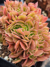 Load image into Gallery viewer, Aeonium arboreum HALLOWEEN / MADEIRA ROSE [Cristate form]
