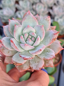 Echeveria colorata BLUE BIRD