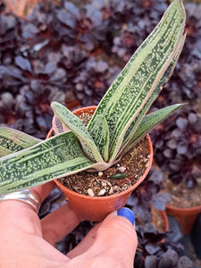 Gasteria 'Little Warty'