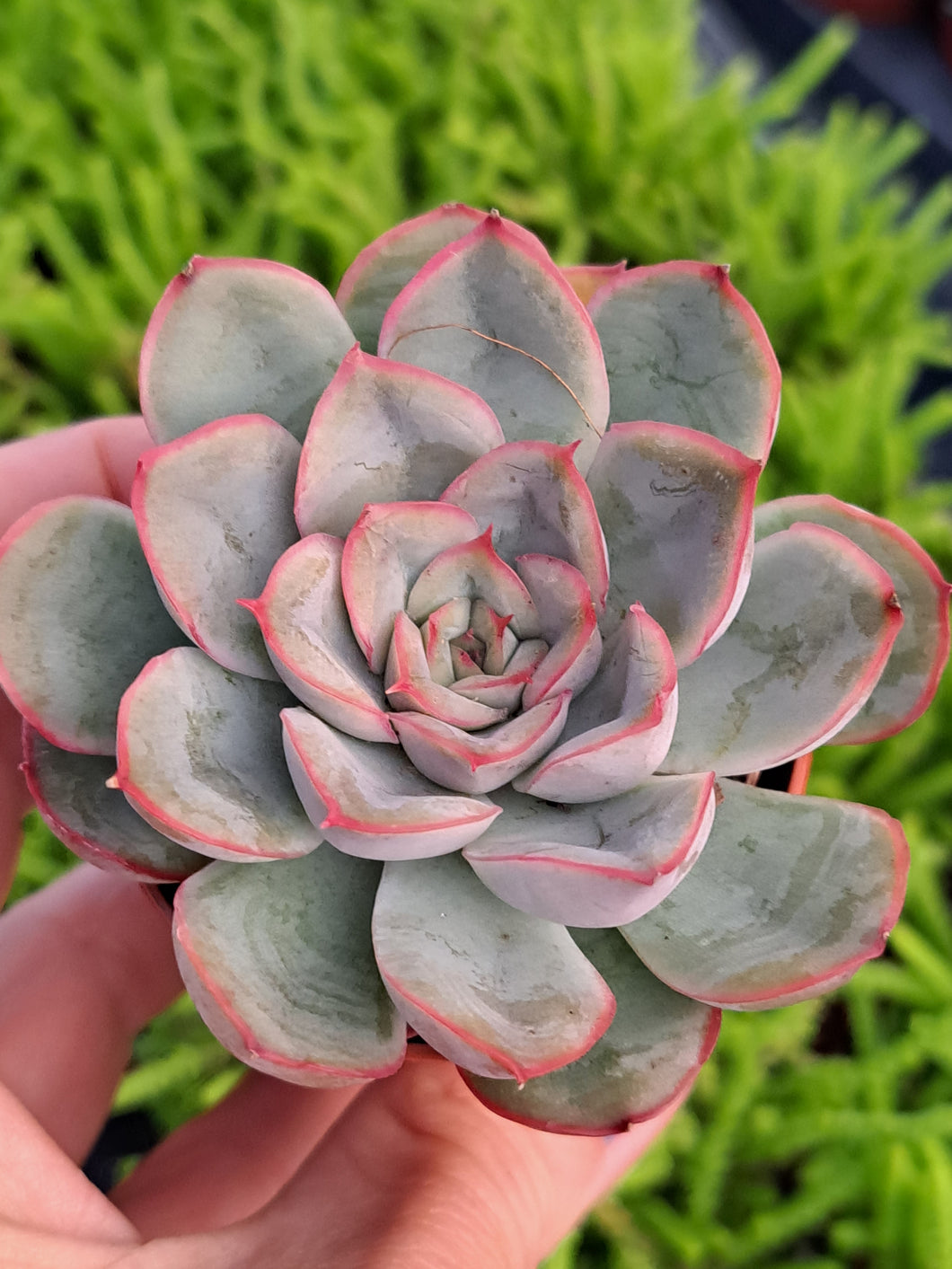 Echeveria MYSTERY