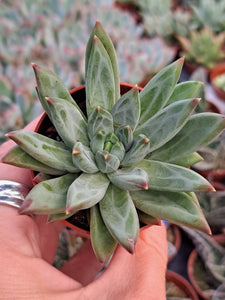 Echeveria x hookeri