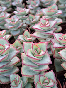 Crassula Perforata AZUL