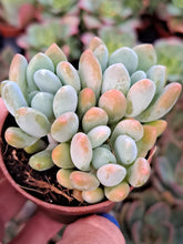 Load image into Gallery viewer, x Pachyveria Clavifolia 5.5cm
