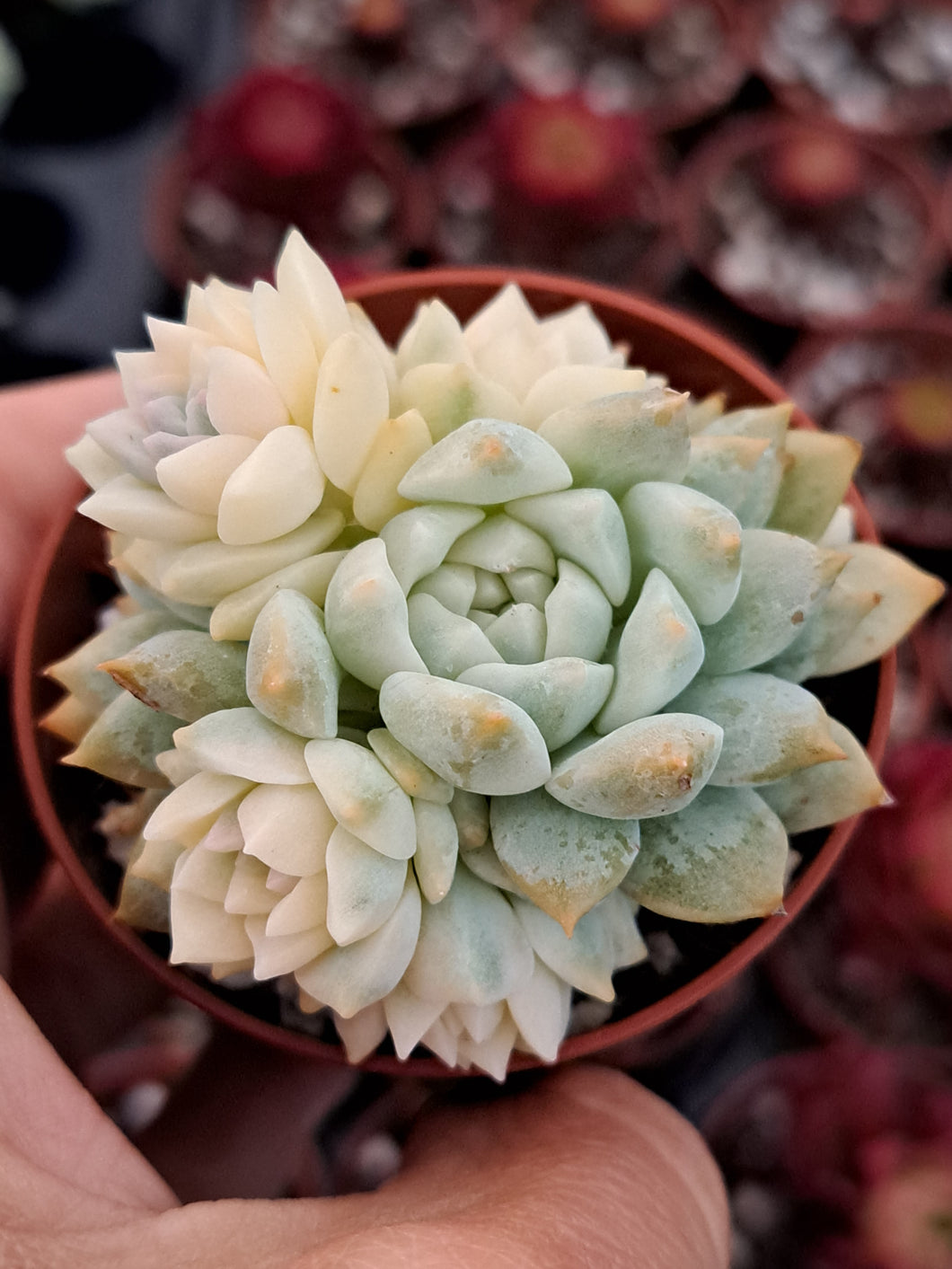 Echeveria Prolifica f. Variegata