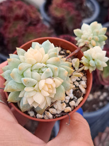 Echeveria Prolifica f. Variegata