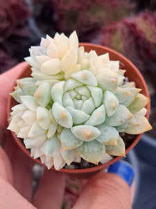 Echeveria Prolifica f. Variegata