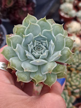 Load image into Gallery viewer, Echeveria HEARTS CHOICE syn. GILO
