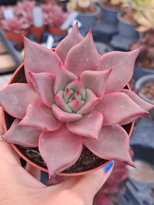 Echeveria agavoides ROMEO syn. TAURUS