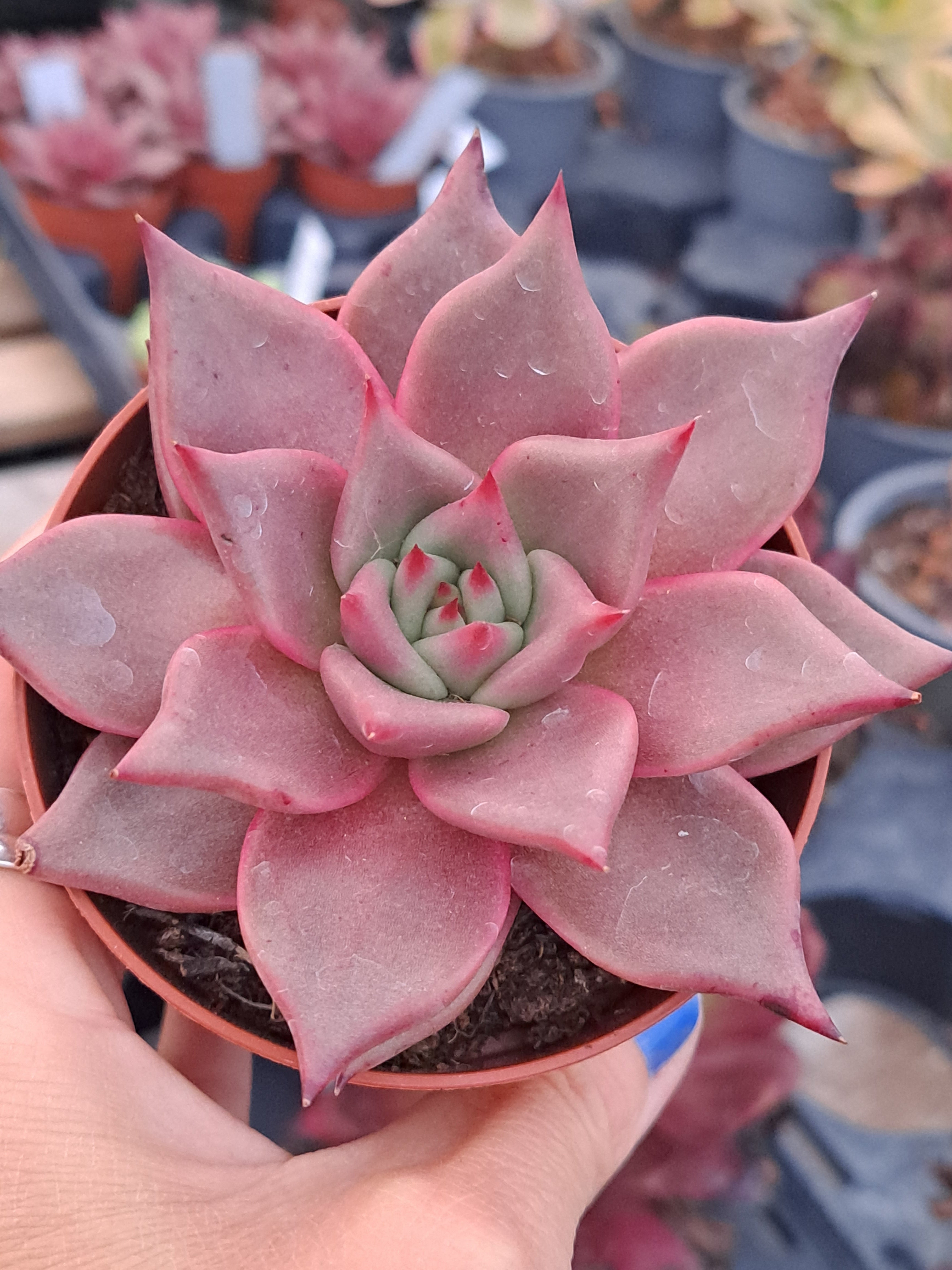 romeo succulent for sale Echeveria agavoides ROMEO syn. TAURUS – W & S Lockyer