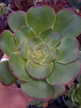 Load image into Gallery viewer, Aeonium UNDULATUM
